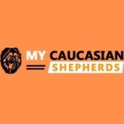 Caucasian shepherds