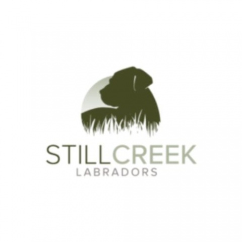 Still Creek Labradors