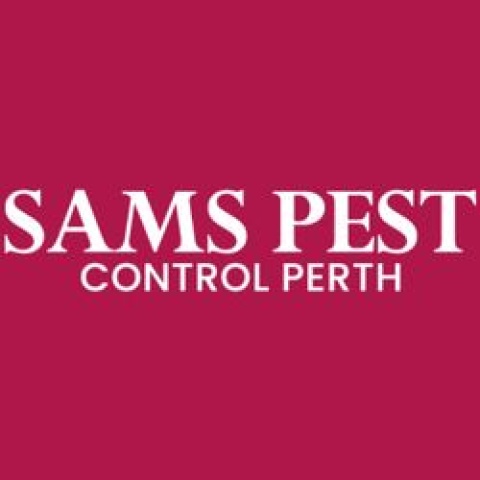 Wasp Pest Control Perth