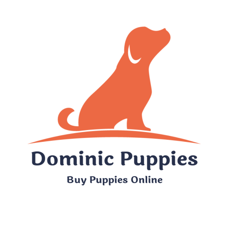 Dominic Puppies - Buy Puppies Online
