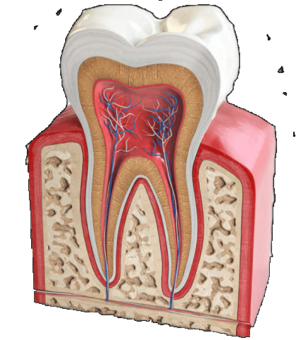 Save your Tooth With Best Root Canal Treatment in Gujarat