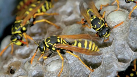 Goode Wasp Removal Adelaide