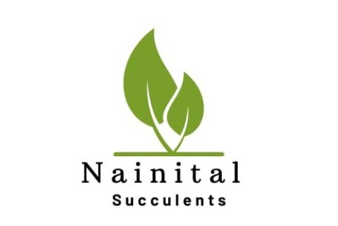 Nainital succulents