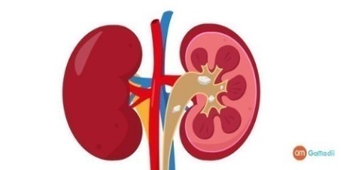 Affordable Kidney Treatment in India