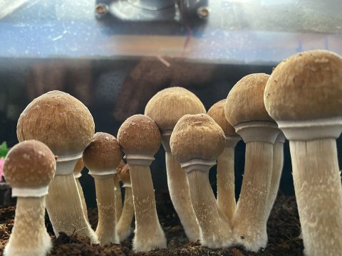 mushroomresercheshop