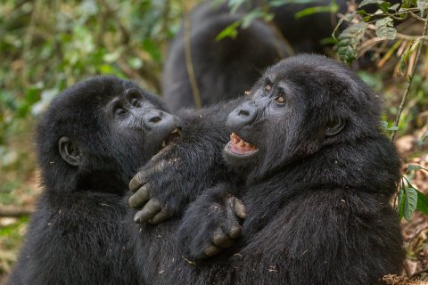 Cheap Rwanda safaris