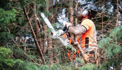 Oslo TreService - Trefelling Og Trepleie Ekspert