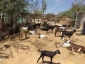 Goat Farming in Tamilnadu - Choose Agrotechfpc