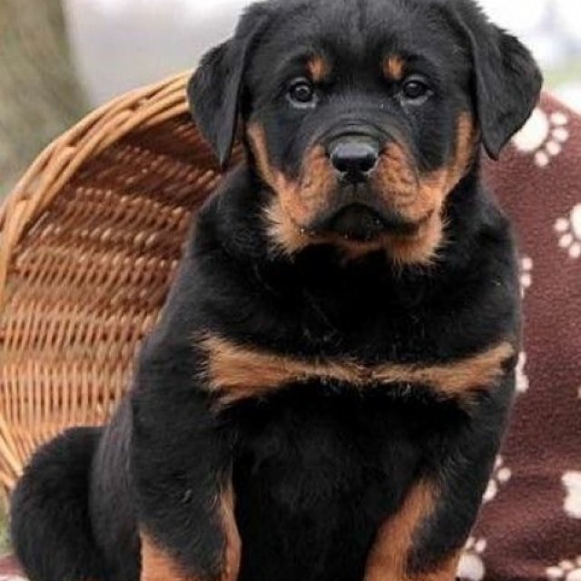 Rottweiler For Sale in Mohali, Rottweiler puppies for Sale near me