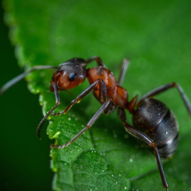 Green City Pest Control