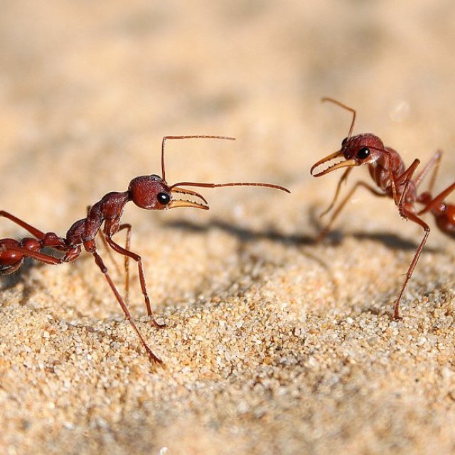 Ant Control Ballarat