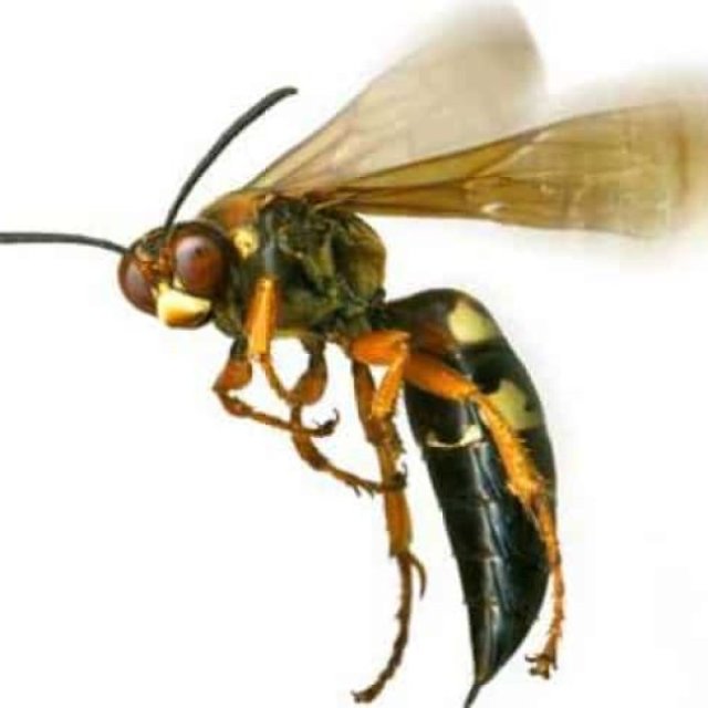 Bee Wasp Removal Canberra