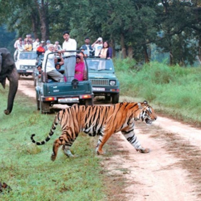 Dandeli Wildlife Tours & Jungle Resorts