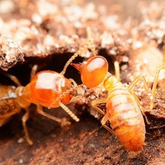 Ants pest control Brisbane