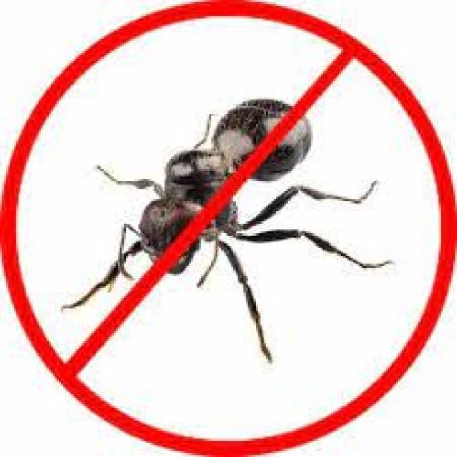 Ant Control Brisbane