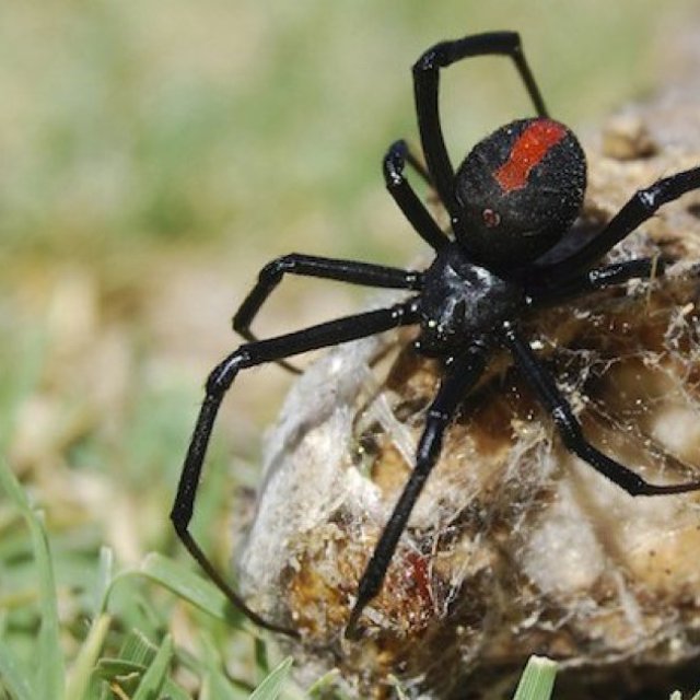 Spider Control Sydney