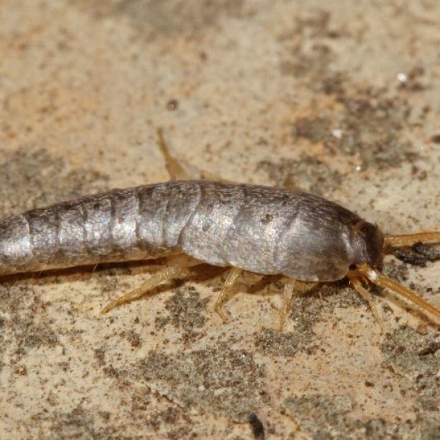 Silverfish Control Sydney