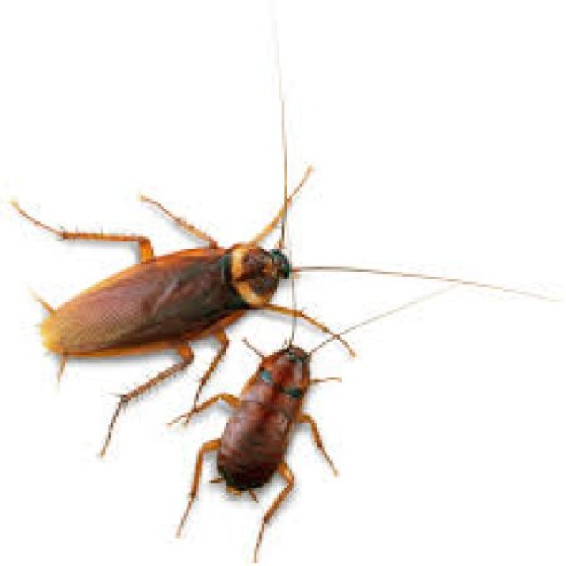 Cockroach Pest Control Brisbane