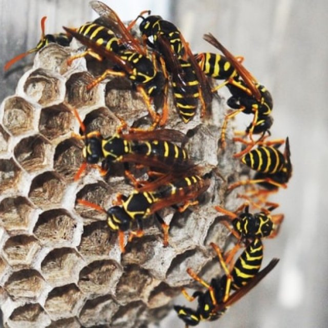 Bee And Wasp Removal Brisbane