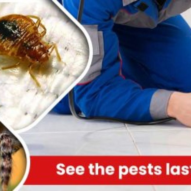 Female Choice Pest Control Brisbane