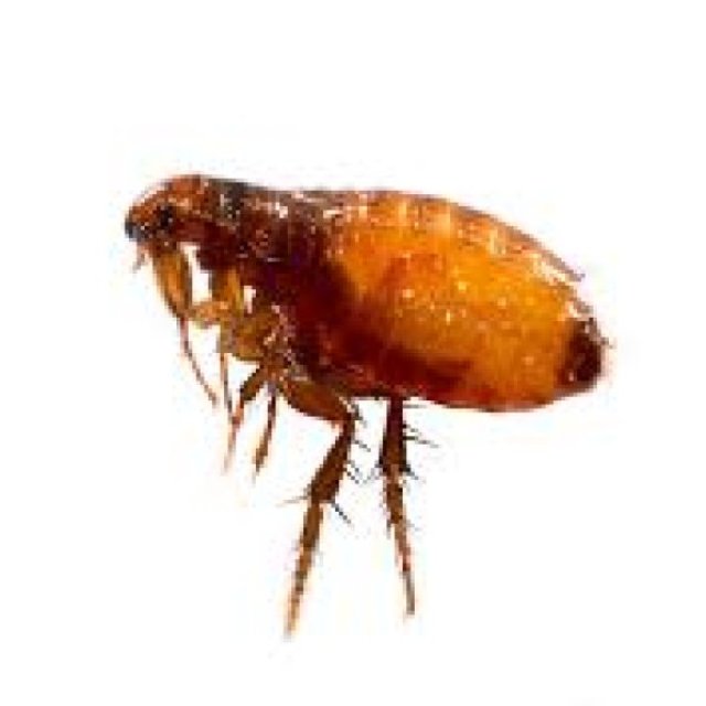 Flea Removal Canberra