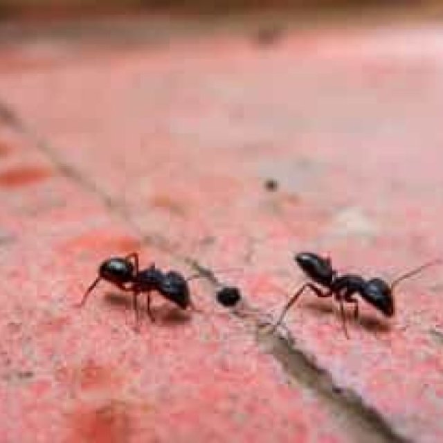 Ant control Brisbane