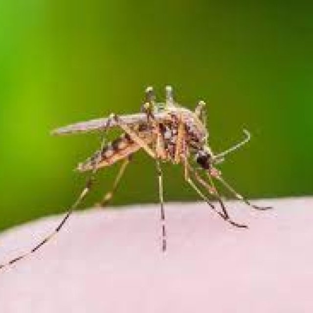 Mosquito Control Perth