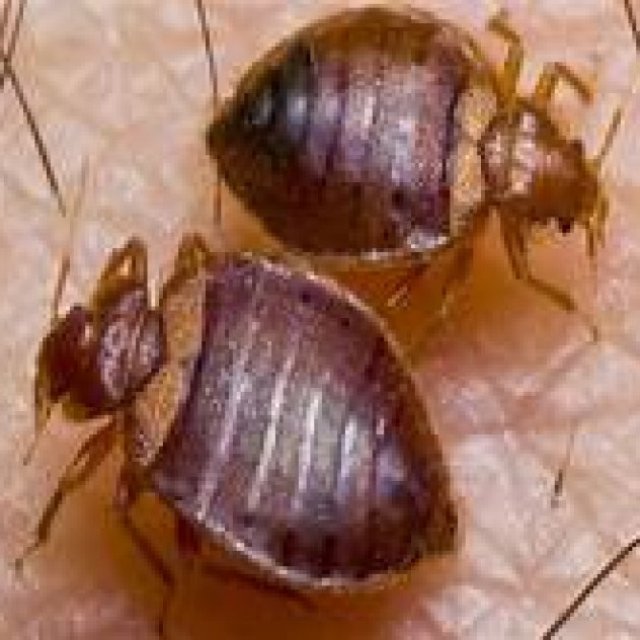 Bed Bugs Control Perth