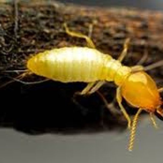 Termite Pest Control Adelaide