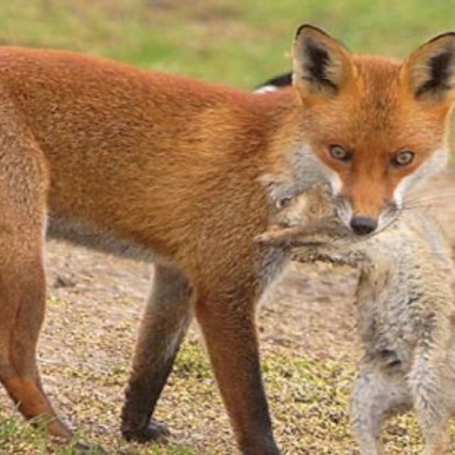 Fox Pest Control Melbourne