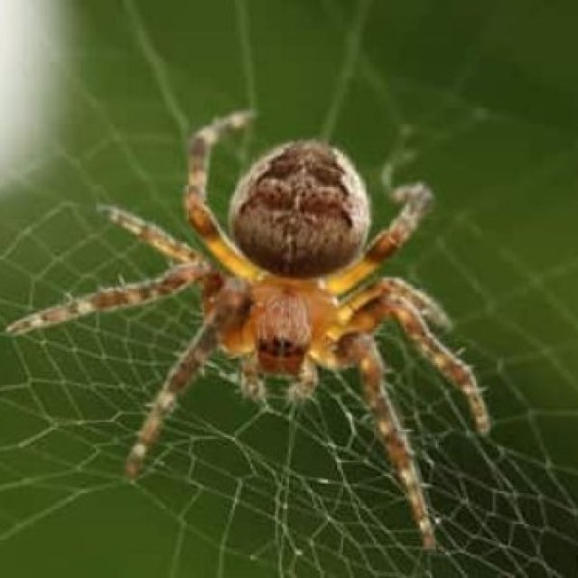 Spider Pest Control Perth