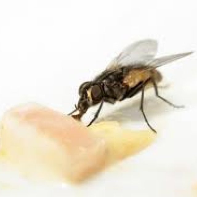 Flies Pest Control Brisbane