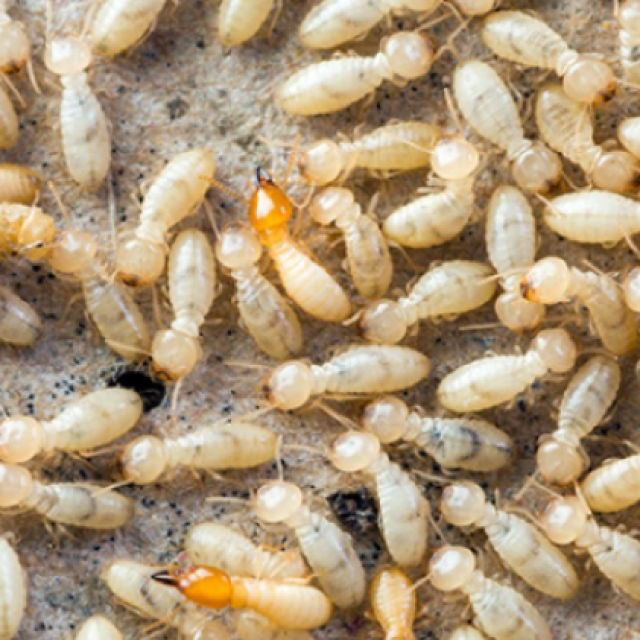 Be Pest Free Termite Control Adelaide