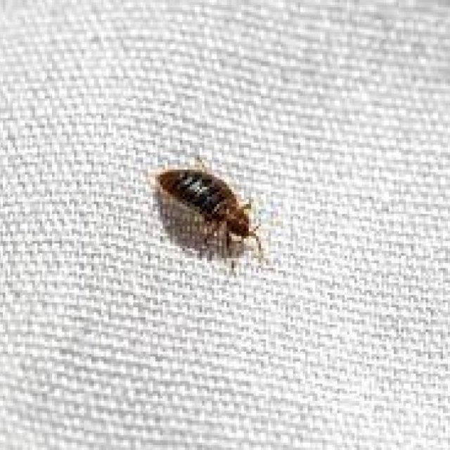 Best Bed Bug Control Adelaide
