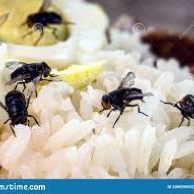 Flies Pest Control Brisbane