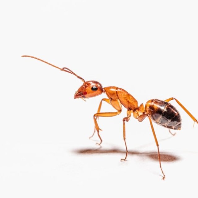 Ant Removal Brisbane