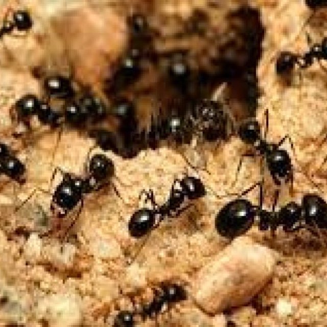 Ants Pest Control Melbourne
