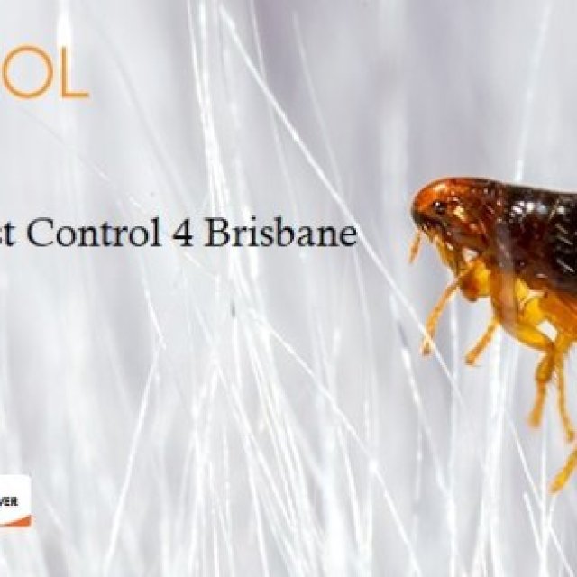 Flea Pest Control Brisbane