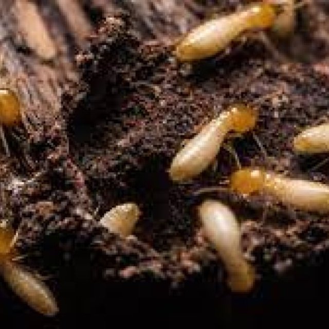 Termite Pest Control Sydney