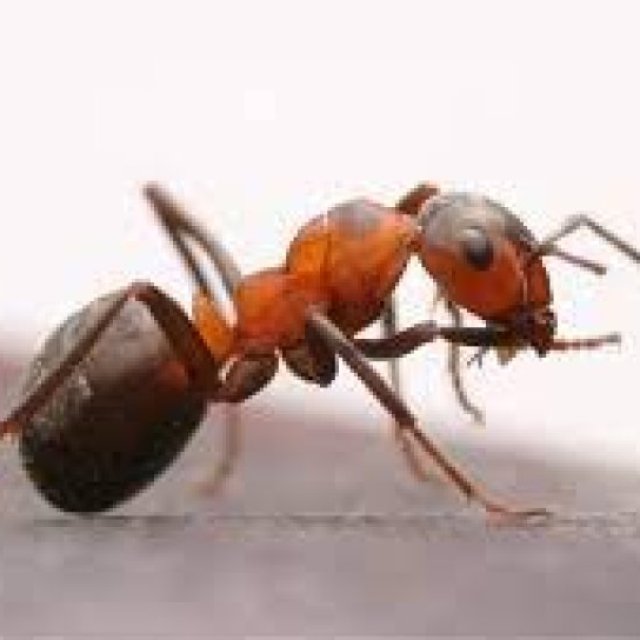 Ant Exterminator Sydney