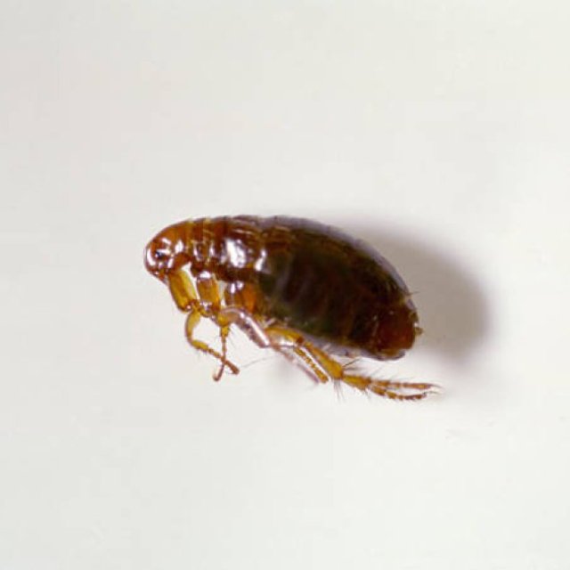 Flea Pest Control Hobart