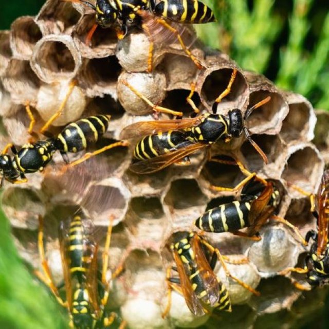 Bee Exterminator Canberra