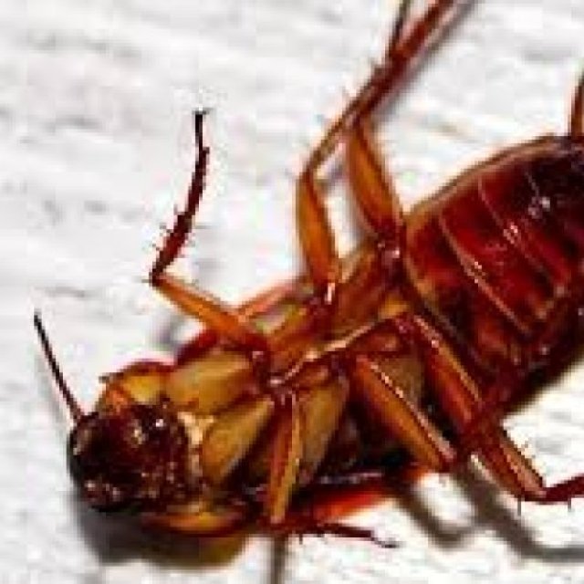 Cockroach Removal Canberra