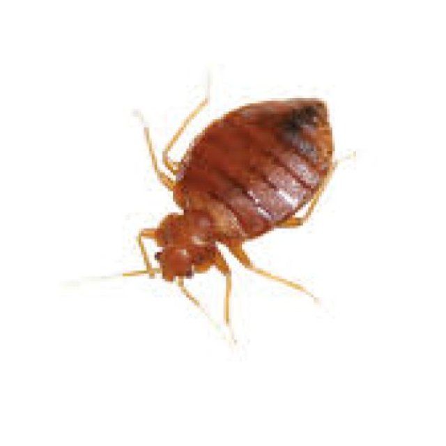 Bed Bug Exterminator Perth