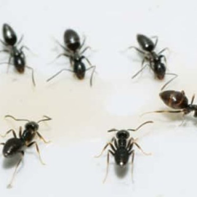 Ant Exterminator Perth