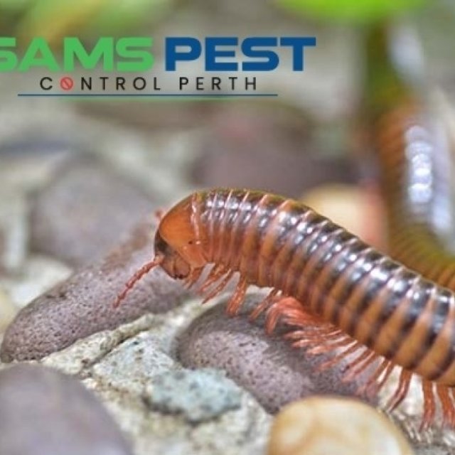 Millipedes Pest Control Perth
