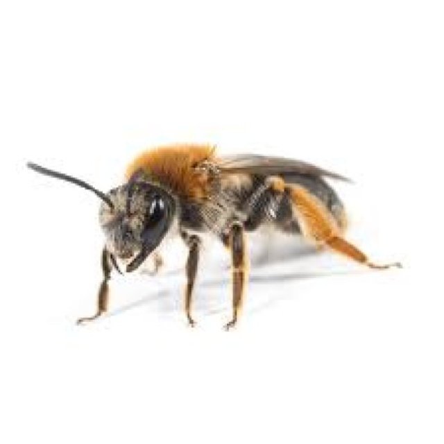 Bee Exterminator Perth