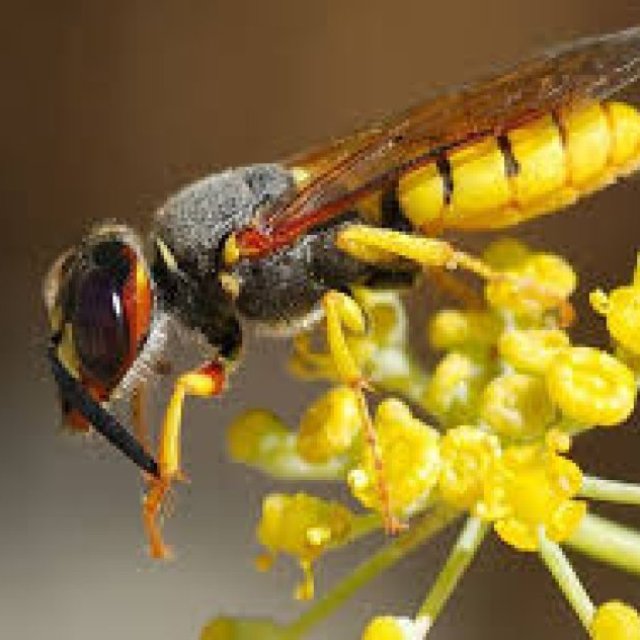 Wasp Pest Control Perth