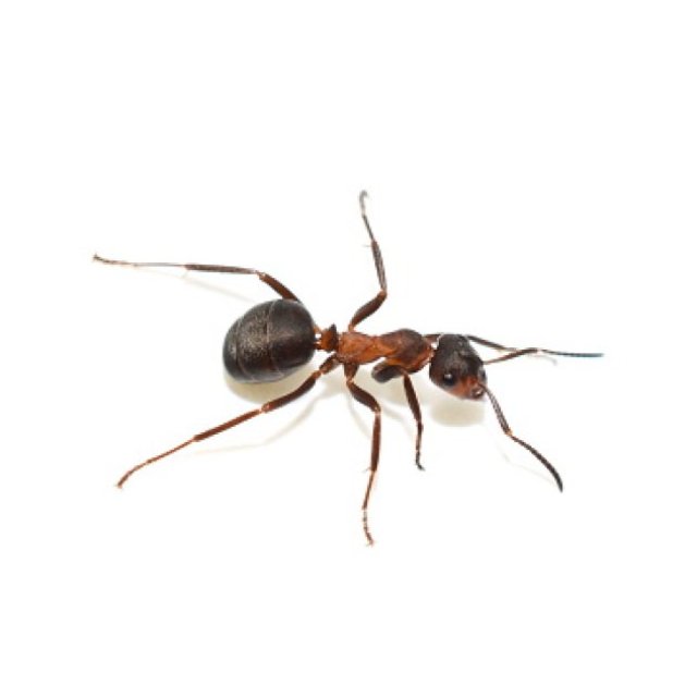 Ant Exterminator Sydney