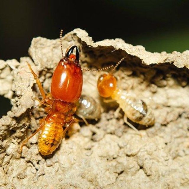 Masters Termite Control Melbourne